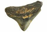 Juvenile Megalodon Tooth - North Carolina #344340-1
